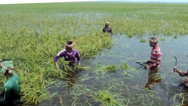 ময়মনসিংহে বন্যায় ক্ষতি ৩২৪ কোটি টাকা