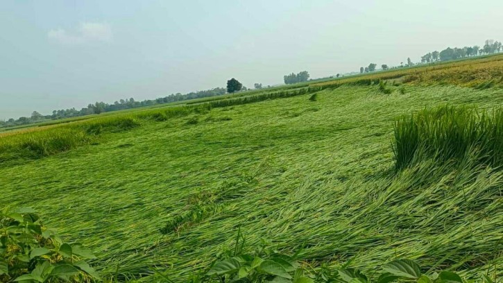 ঘূর্ণিঝড় ‘দানা’র প্রভাবে দুশ্চিন্তায় রাণীশংকৈলের কৃষকরা